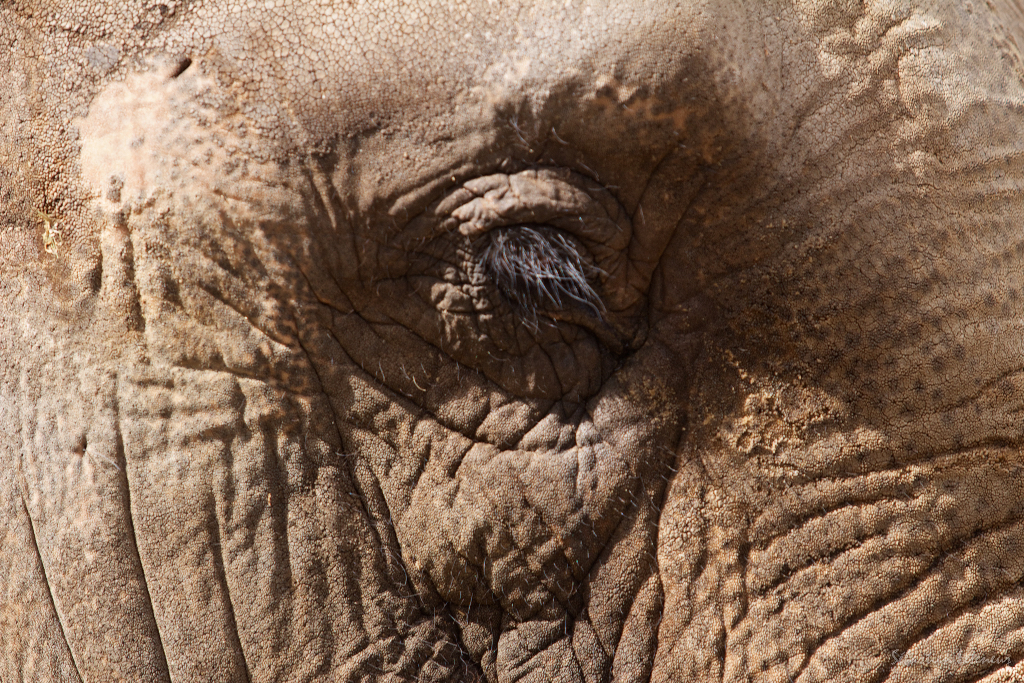 Elephant d'Asie (Elephas maximus)